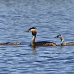 Family Nyaraló *